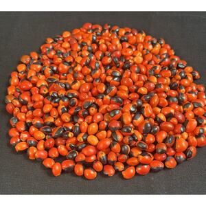Lot of 100 New Male Huayruro Seeds Undrilled Red and Black Aprox 1 cm x 1 cm.